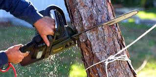 How Our Tree Care Process Works  in  River Park, FL