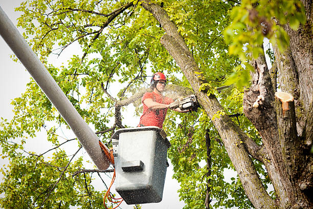 Best Storm Damage Tree Cleanup  in River Park, FL